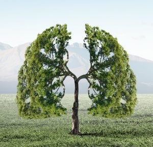 polmoni albero- respiro